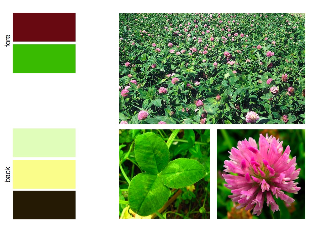 Clover To Color