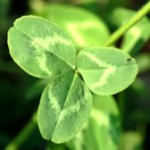 clover_red_leaf