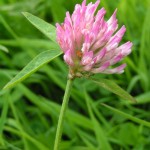red_clover_close_800