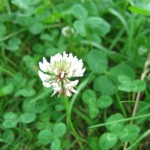 trifolium-repens