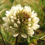 trifolium_repens2