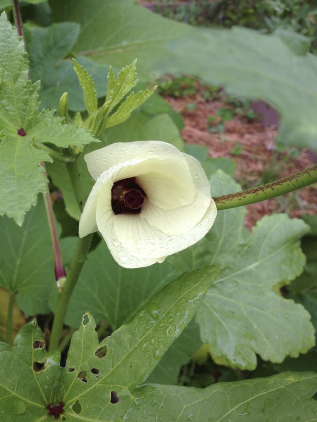 Okra flowers Clover Food Lab