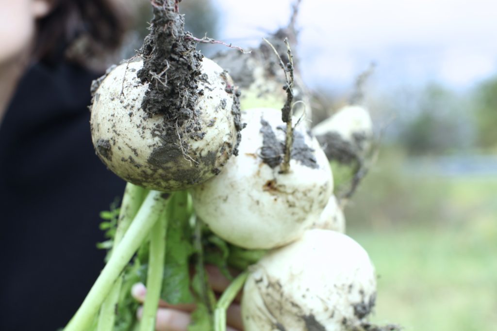 Fall turnips Clover Food Lab