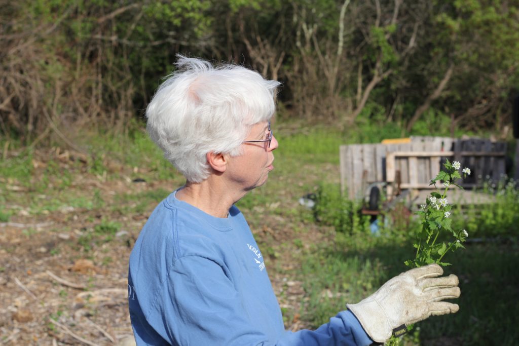 Garlic Mustard Grim Reaper Clover Food Lab