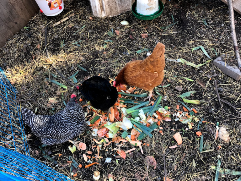 Chickens eat Clover Clover Food Lab