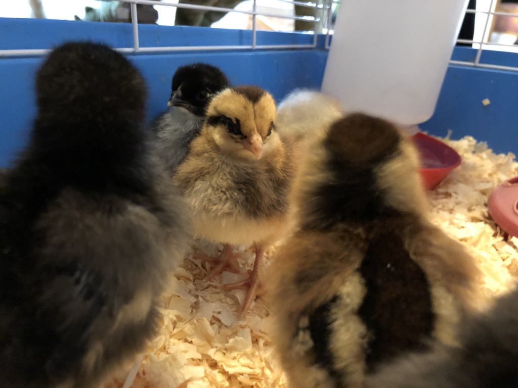 1 day old Easter Egger Chick